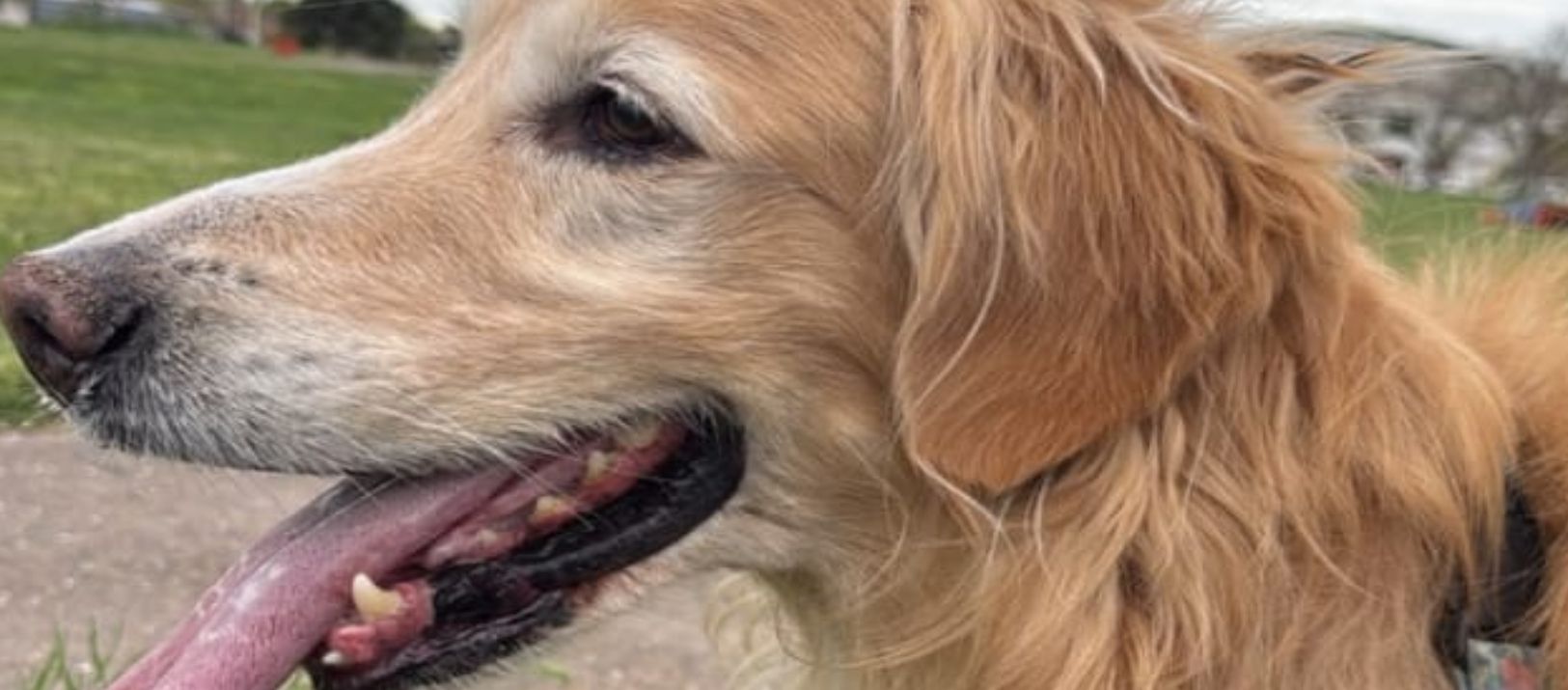 Imagen de la noticia: Buscan a un perro que se perdió en Bahía Blanca: "Estamos desesperados"