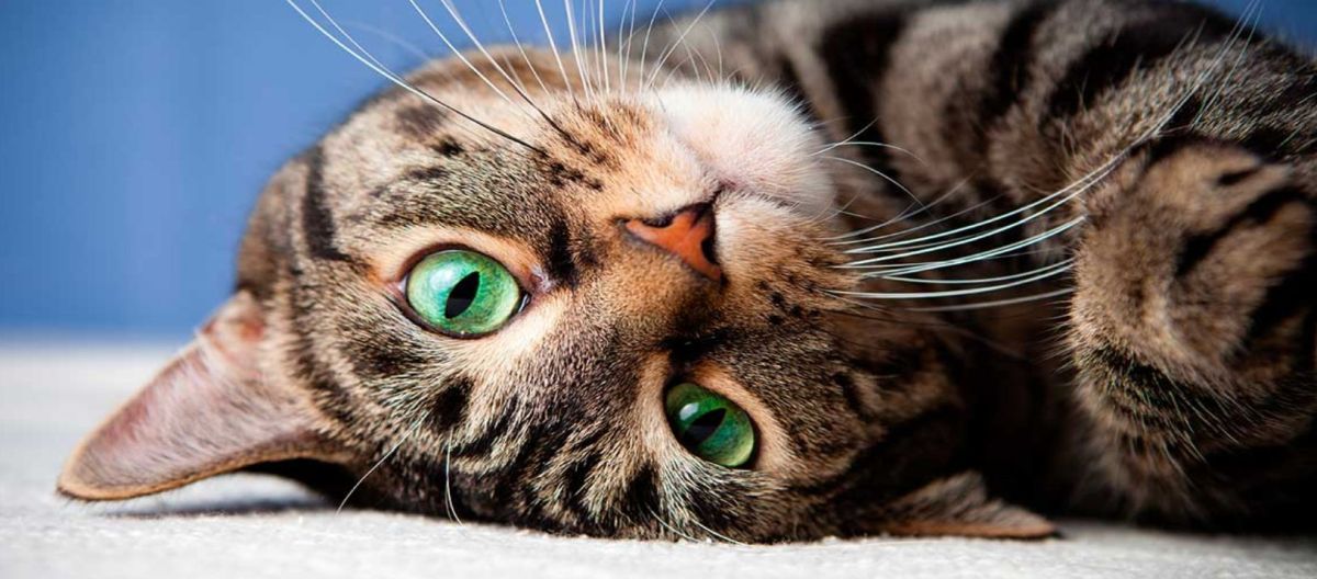 Imagen de la noticia: ¿Qué significa que tu gato mueva la cola?