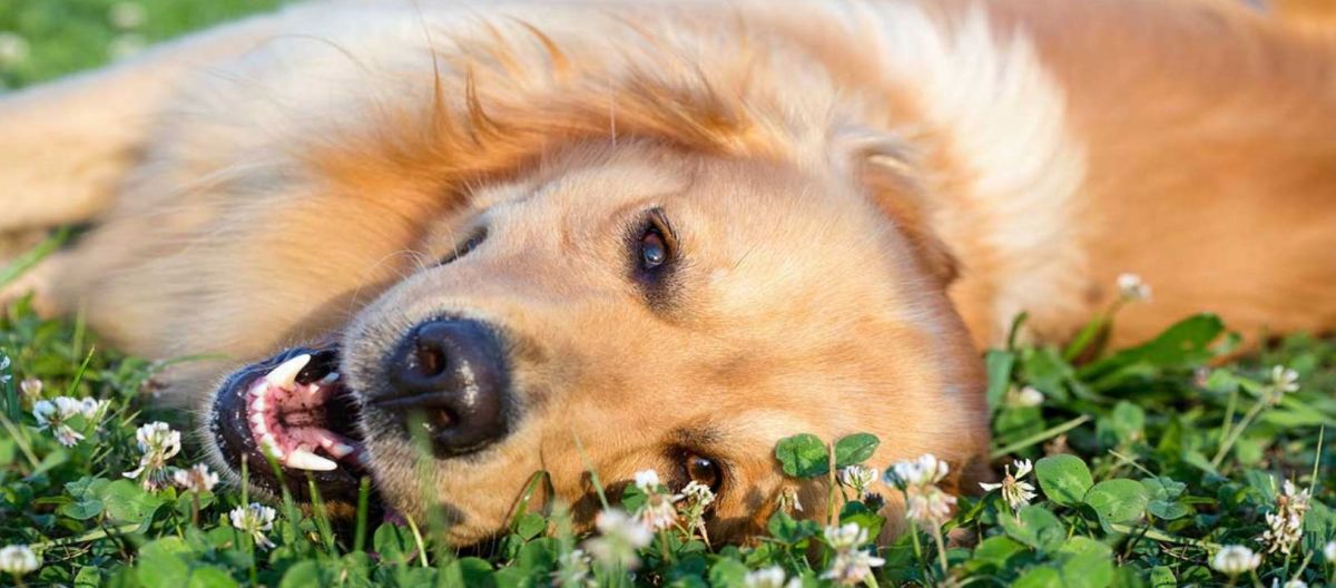 Imagen de la noticia: ¿Por qué los perros comen tierra?