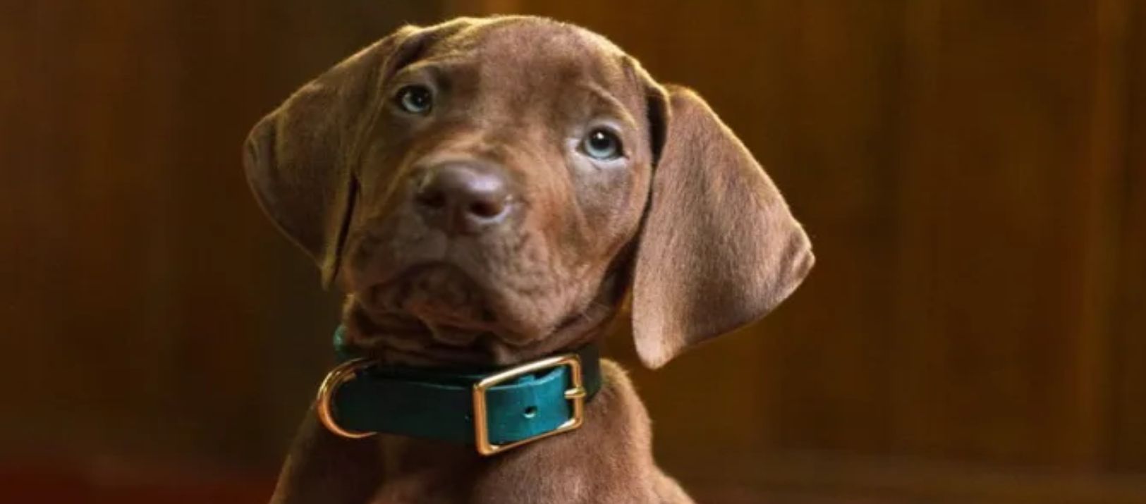Imagen de la noticia: "Scooby Doo: el origen", se estrenará en Netflix
