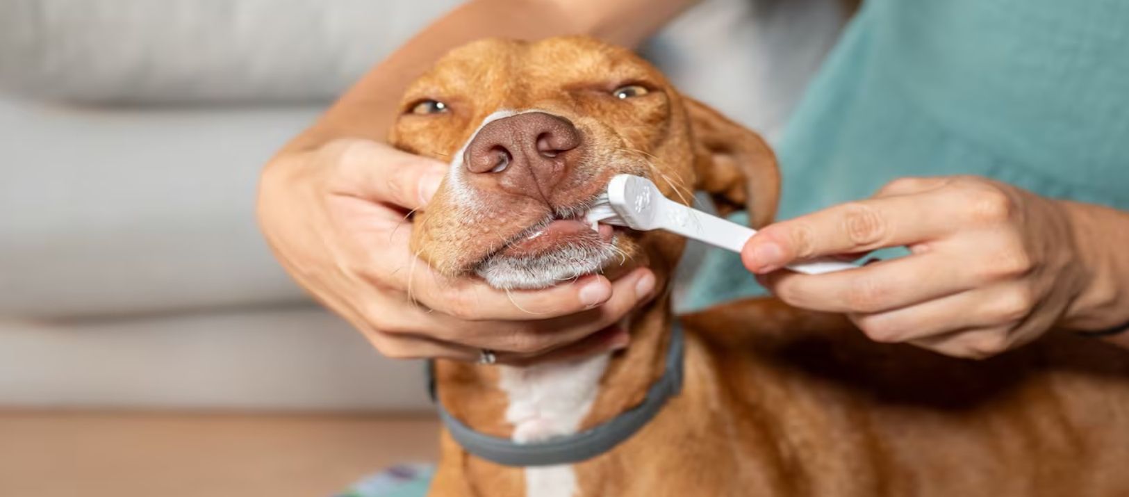 Imagen de la noticia: La salud bucal de las mascotas: cómo prevenir infecciones, inflamaciones y dolor