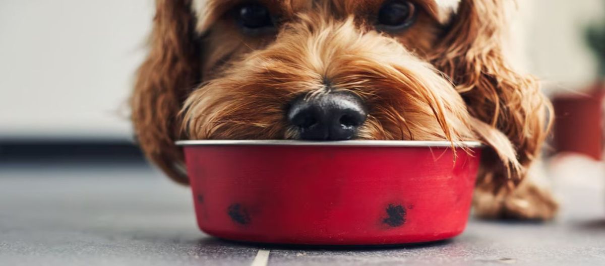 Imagen de la noticia: ¿Qué frutas y verduras se le puede dar a un perro?