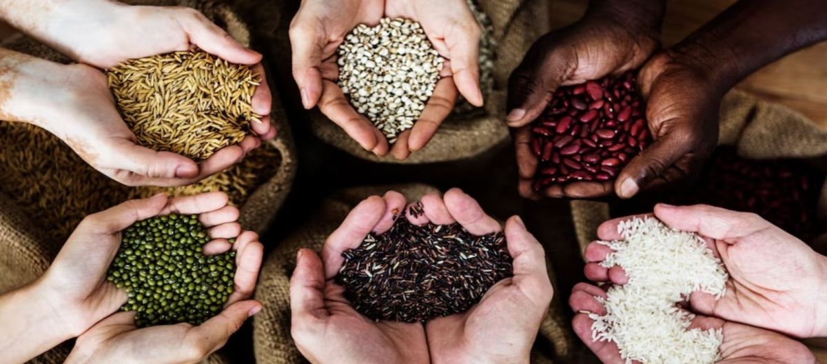 Imagen de la noticia: Las semillas con más proteína que recomiendan los expertos