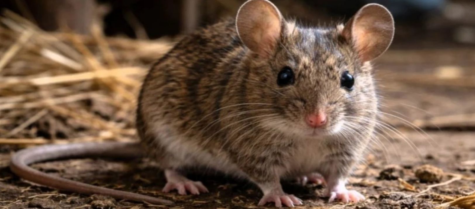 Imagen de la noticia: Confirman un caso de hantavirus en Tres Arroyos