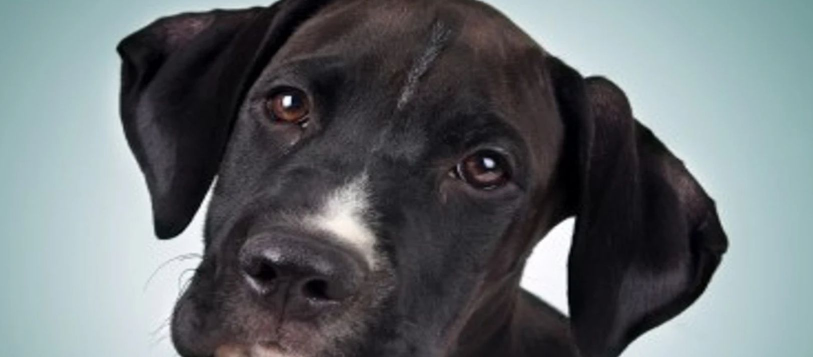Imagen de la noticia: Los perros pueden comunicarse con una mirada