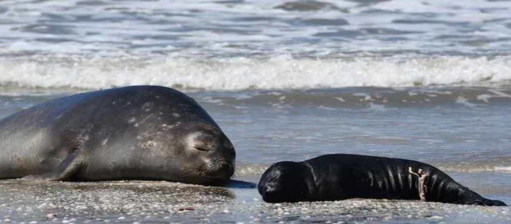 Imagen de la noticia: Tras la aparición de lobos marinos en Monte, recuerdan medidas preventivas