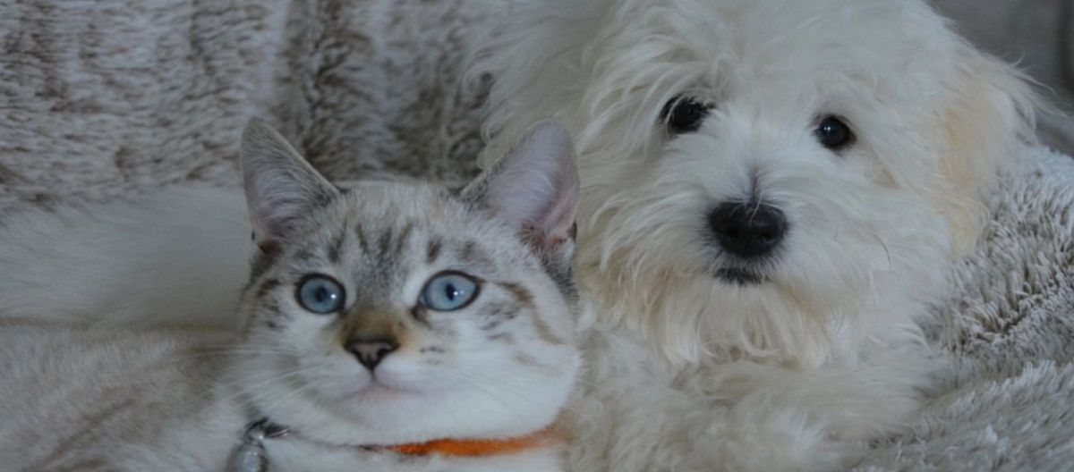 Imagen de la noticia: El camino hacia una vida más larga para perros y gatos