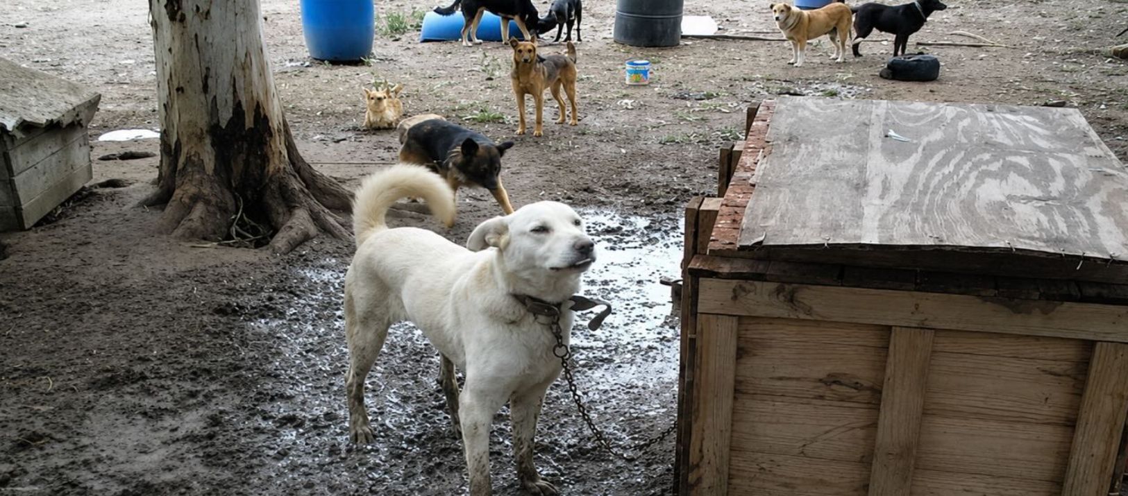 Imagen de la noticia: "Jamás vi animales tan mal": el crudo relato sobre el viejo refugio de la Ruta 3