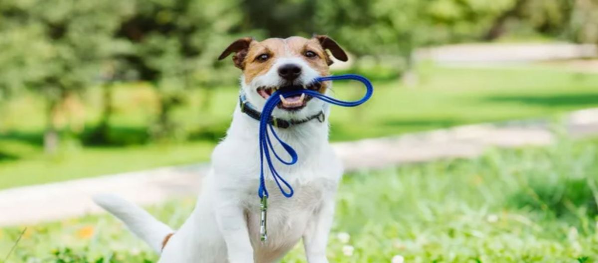 Imagen de la noticia: Los perros y sus habilidades