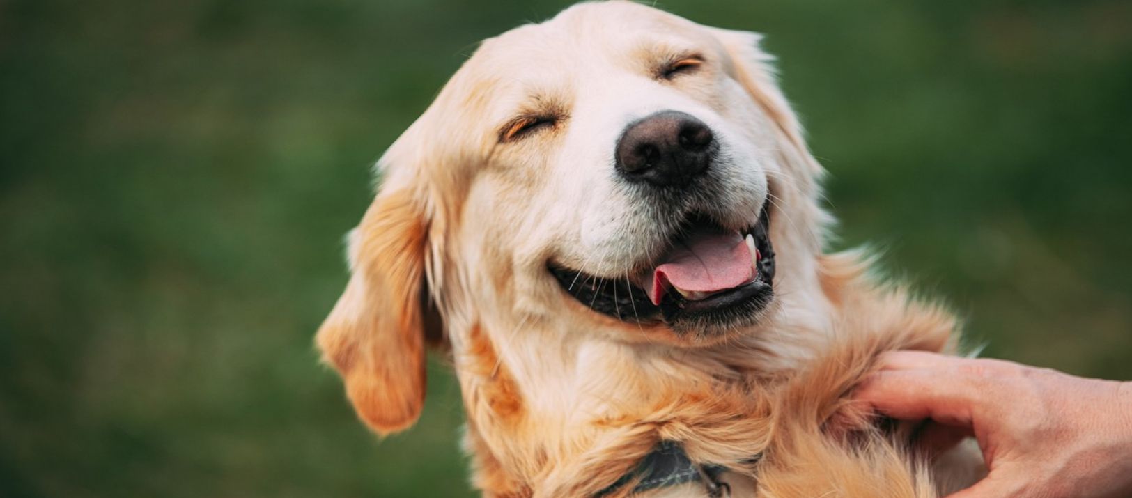 Imagen de la noticia: Los perros pueden detectar el estrés de una persona en su aliento y su sudor