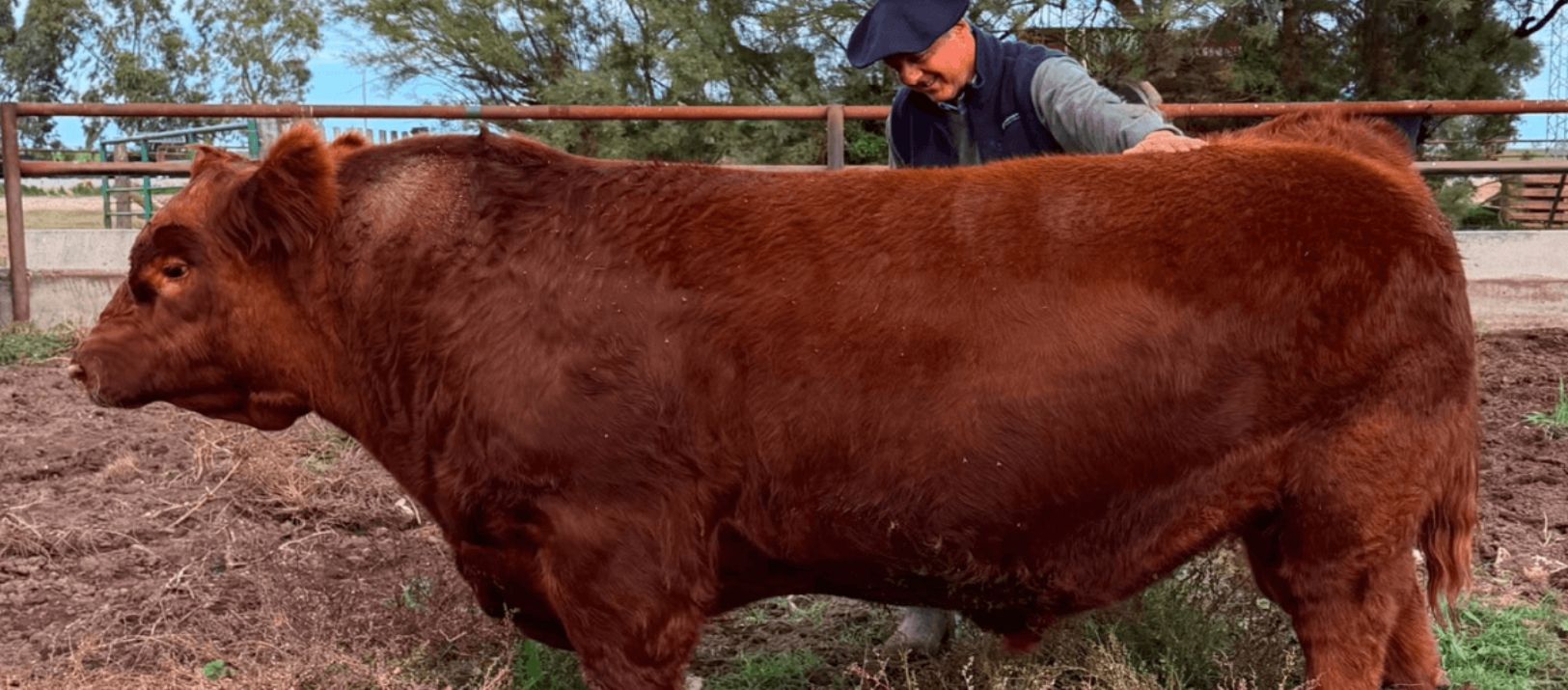Imagen de la noticia: Hito ganadero: Venden el 50% del toro Angus "Álvaro" en récord de $ 300 millones