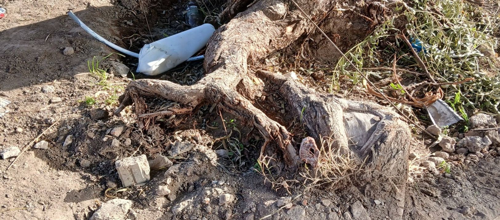 Imagen de la noticia: Le cortaron las raíces a un sauce y está a punto de caer sobre calle Don Bosco