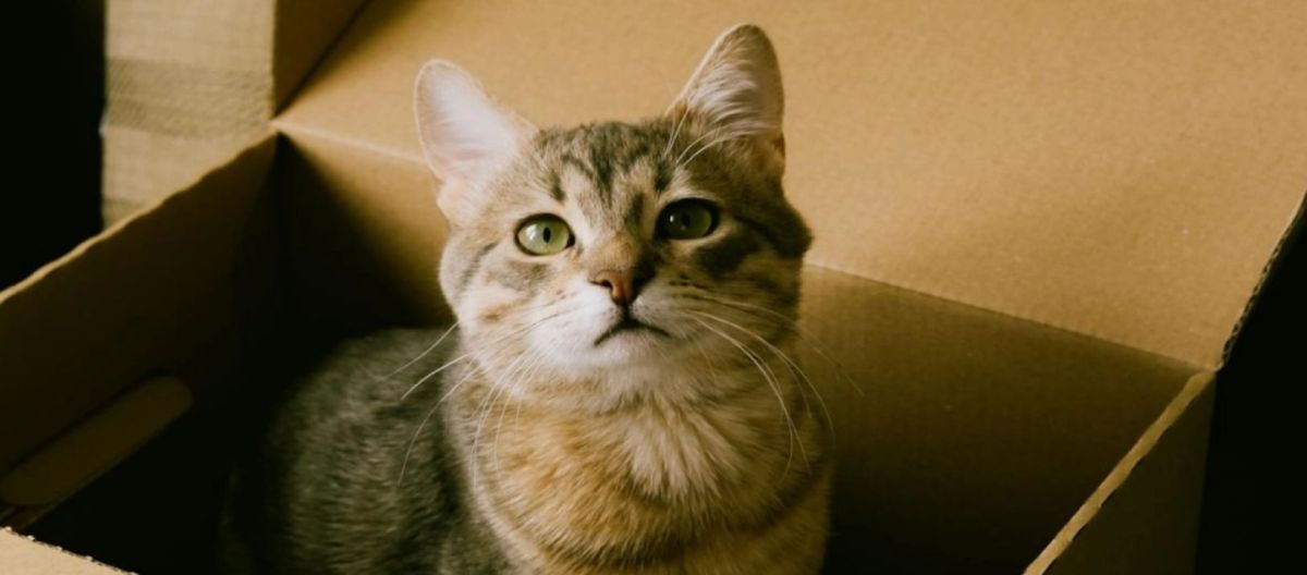 Imagen de la noticia: Gatos y cajas: Los ayudarían a reducir el estrés