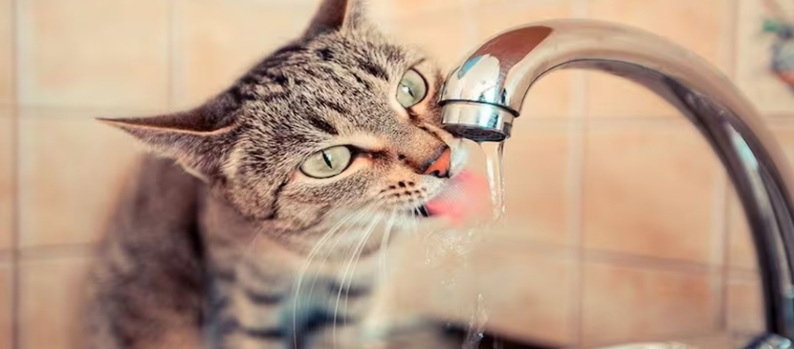 Imagen de la noticia: "Los gatos no expresan el calor como los perros; hay que leer sus señales"