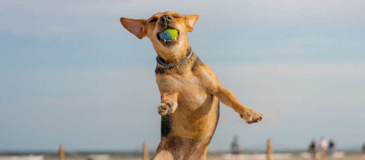 Imagen de la noticia: Científico comprueba los parecidos entre los perros y sus dueños