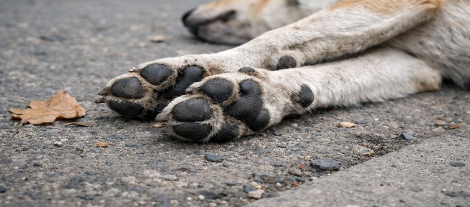 Imagen de la noticia: Misterio en Bolívar: 80 perros murieron envenenados y buscan al responsable