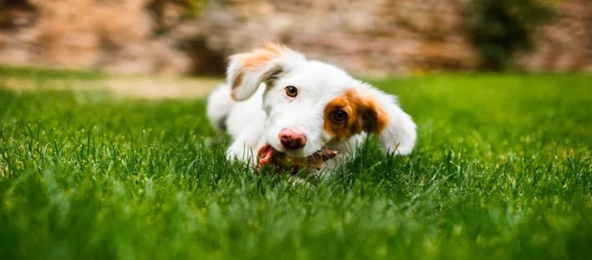 Imagen de la noticia: Mascotas: ¿comen pasto porque se sienten mal? esto dice un estudio
