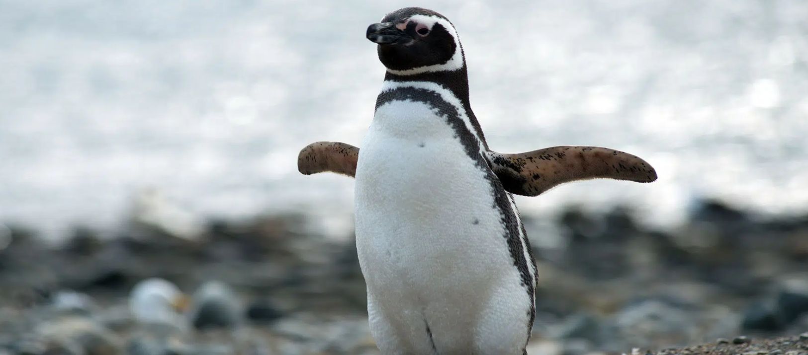 Imagen de la noticia: Un streaming del Conicet muestra pingüinos de la Patagonia en tiempo real