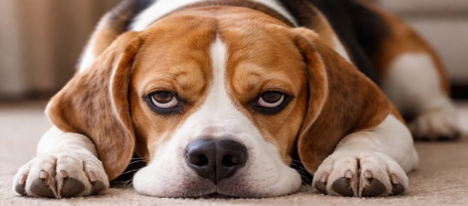 Imagen de la noticia: Cuáles son las dos palabras que los adiestradores prohíben decirles a los perros