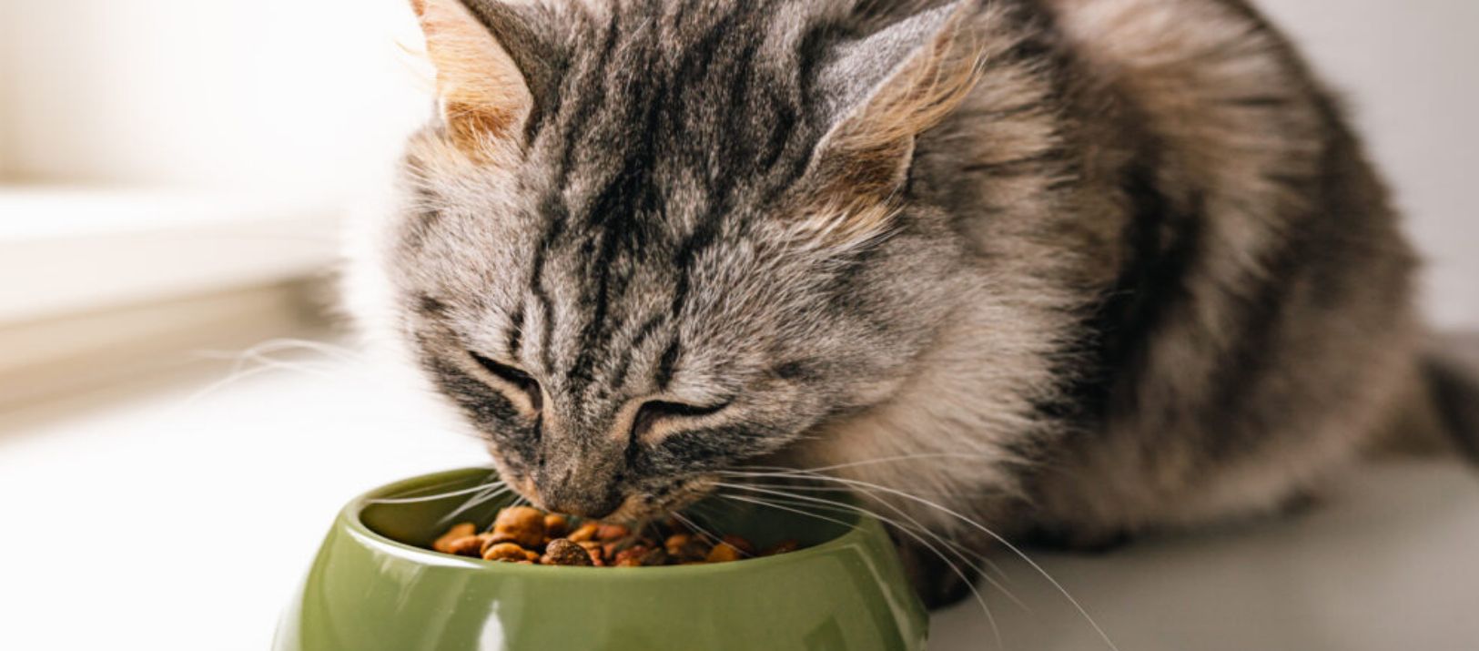 Imagen de la noticia: Un veterinario afirmó que los gatos pueden comer entre 12 y 15 veces por día