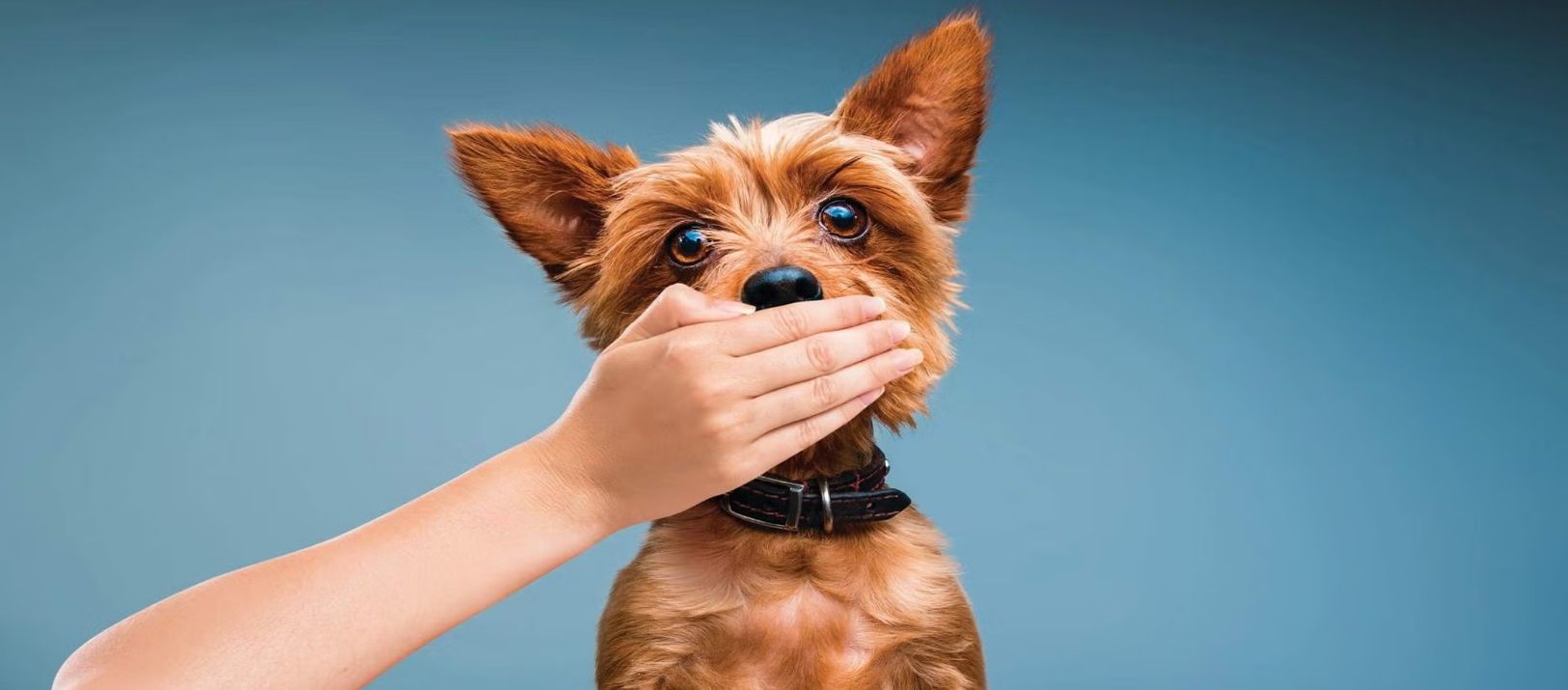 Imagen de la noticia: Confirman que la caña de azúcar puede eliminar el mal aliento de los perros