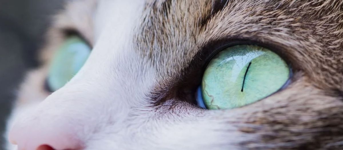 Imagen de la noticia: Cómo ven los gatos a los humanos