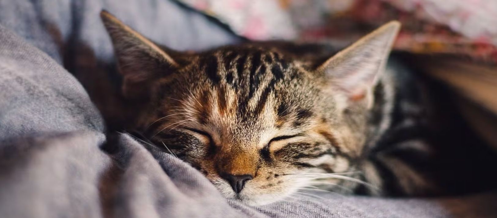 Imagen de la noticia: ¿Dormís con tu gato? Qué dice la ciencia sobre ese comportamiento