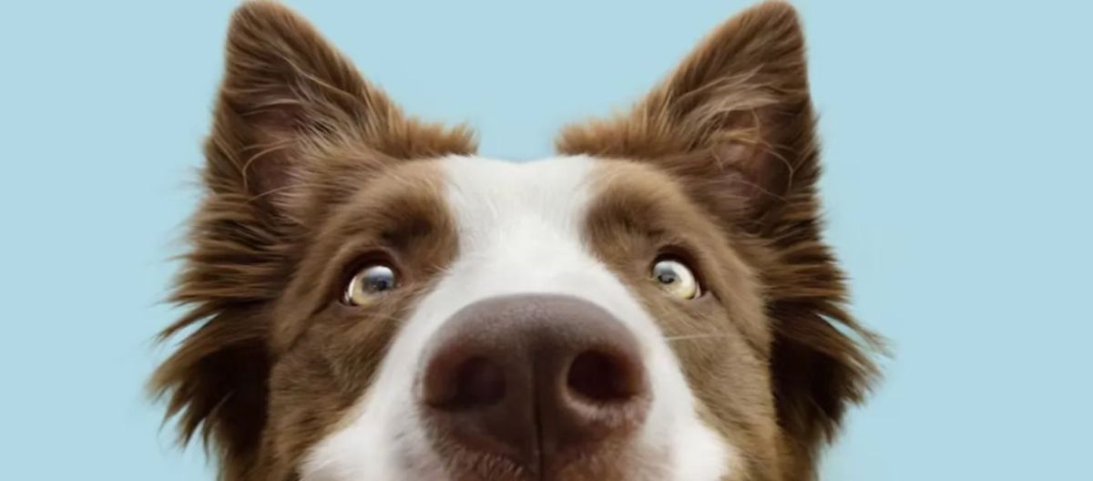 Imagen de la noticia: ¿Los perros sudan?