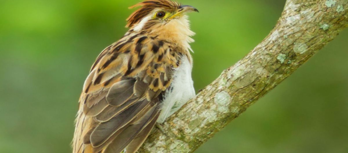 Imagen de la noticia: Qué significa que una persona sea amante de las aves según la psicología