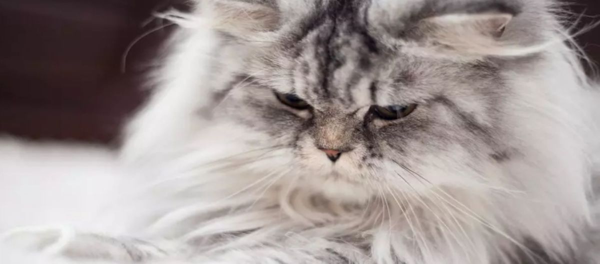Imagen de la noticia: Gato persa: cuidados y curiosidades
