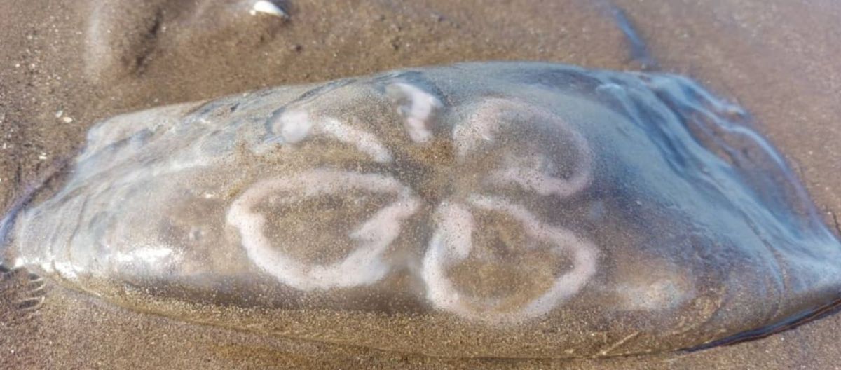 Imagen de la noticia: Qué hacer si te pica un agua viva