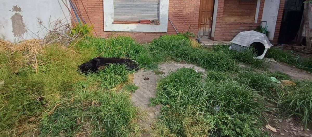 Imagen de la noticia: Triste final: encuentran muerto al perro abandonado de calle Santiago del Estero