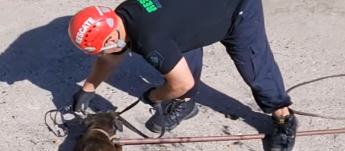 Imagen de la noticia: Rescatan a un perro que había sido abandonado en el Canal