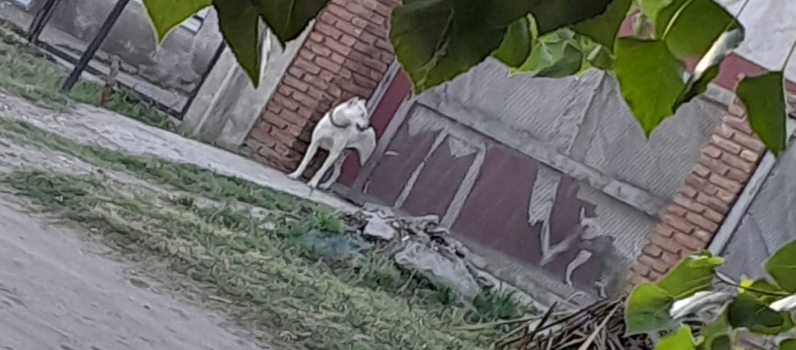 Imagen de la noticia: En el barrio AMEF los vecinos viven con miedo por culpa de Firulais