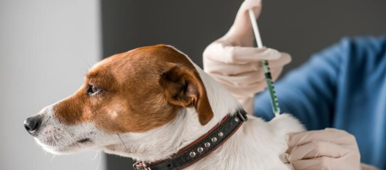 Imagen de la noticia: La vacunación en mascotas es esencial para combatir la rabia en Argentina