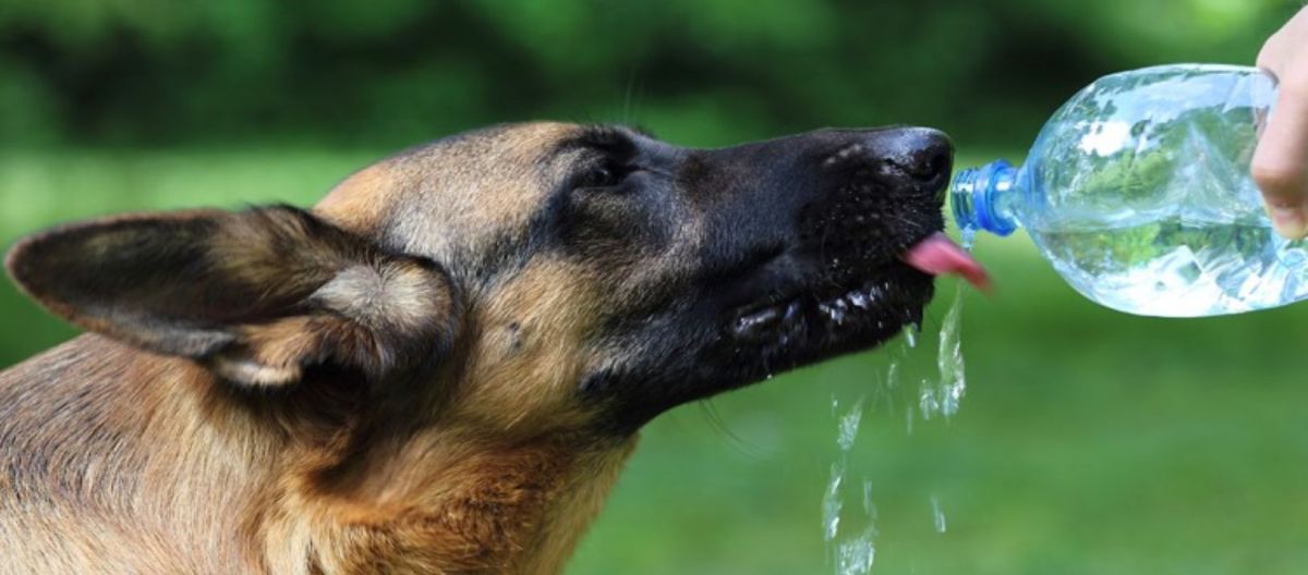 Imagen de la noticia: ¿Cuánta agua debe tomar un perro?
