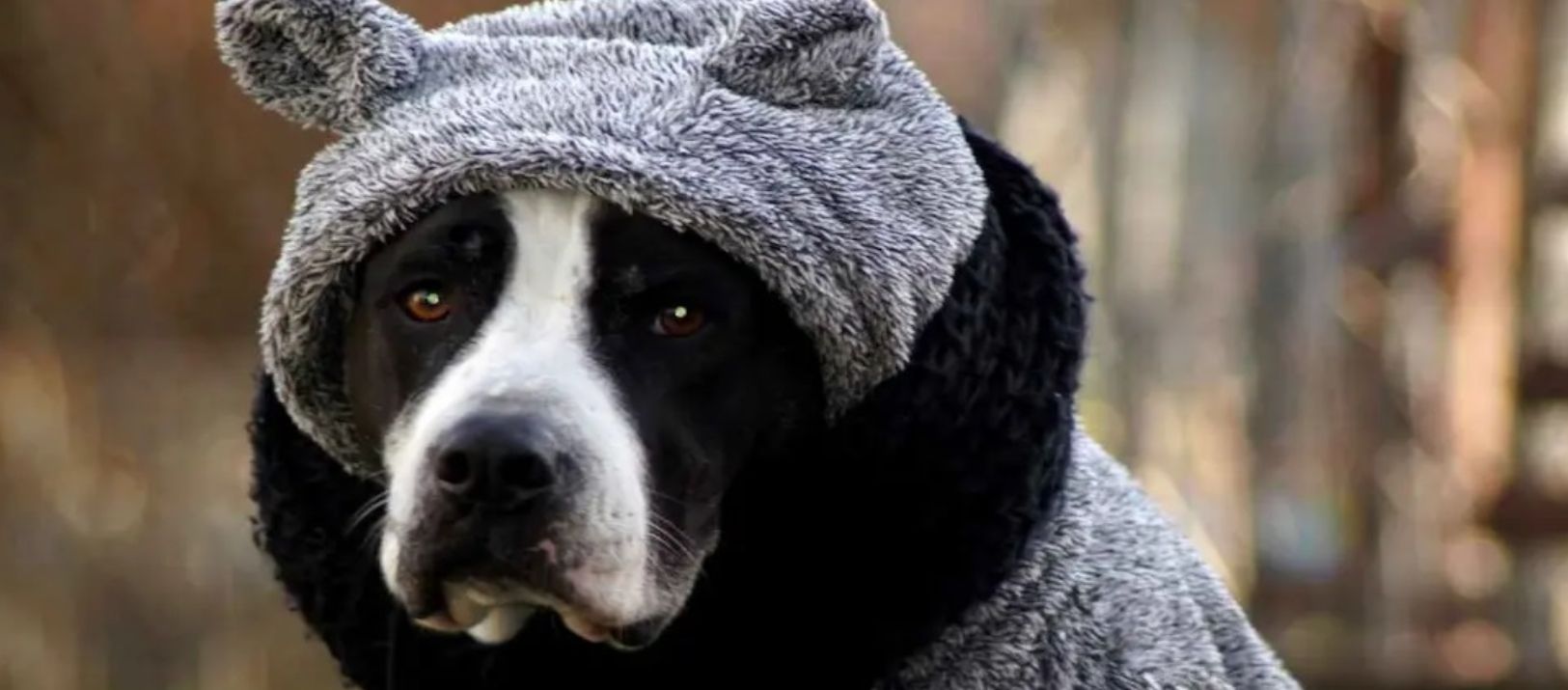 Imagen de la noticia: A qué temperatura empieza a sentir frío tu perro y cuándo necesita abrigo