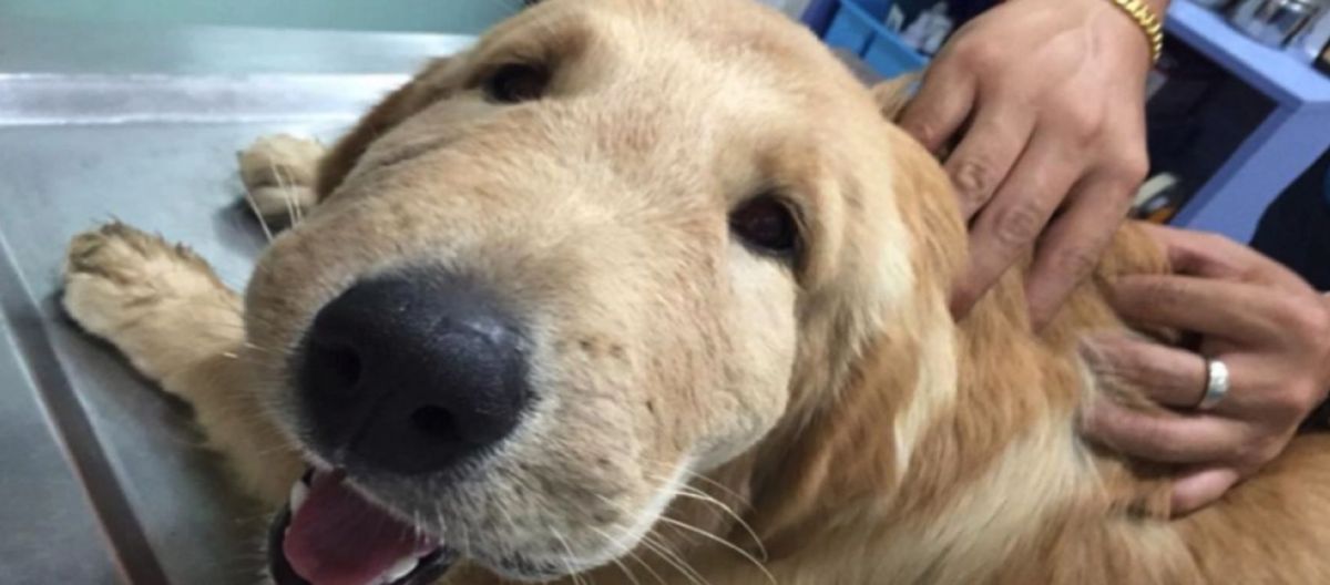Imagen de la noticia: Perros y picaduras: cuidado