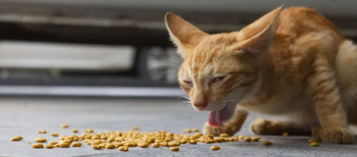 Imagen de la noticia: Vómitos en gatos: lo que debemos saber