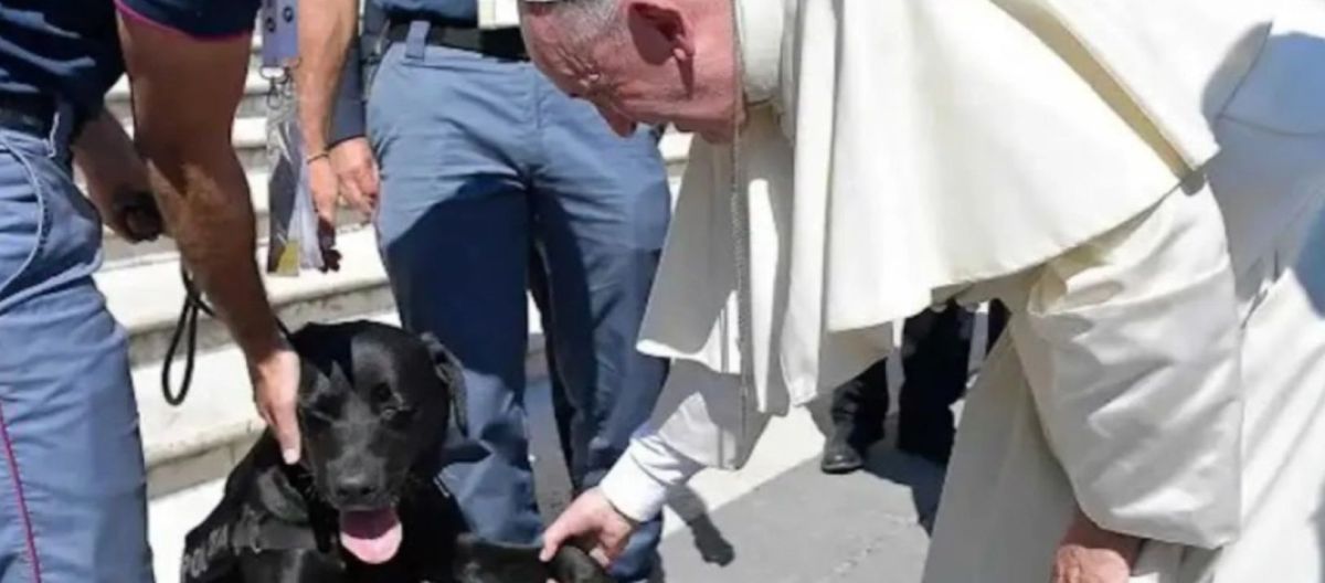Imagen de la noticia: "No son objetos, son criaturas con alma" el Papa Francisco sobre los animales