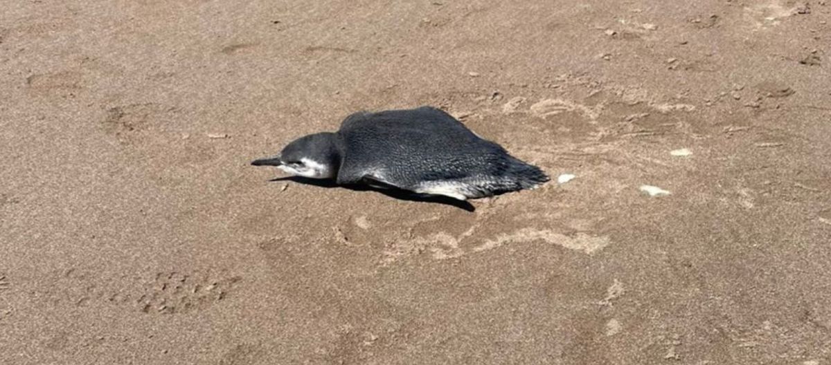 Imagen de la noticia: Una pareja bahiense ayudó a rescatar a un pingüino que apareció en Monte Hermoso