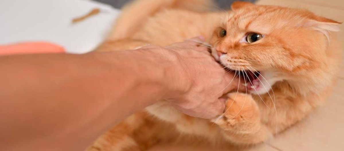 Imagen de la noticia: Esta es la razón por la que un gato te muerde