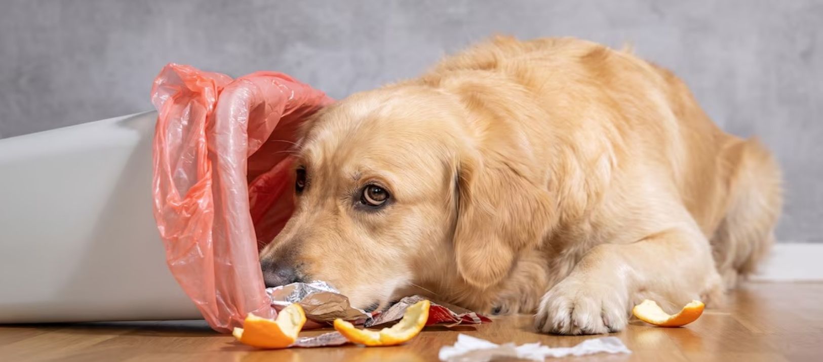 Imagen de la noticia: La advertencia de veterinarios sobre los perros que comen restos de la basura