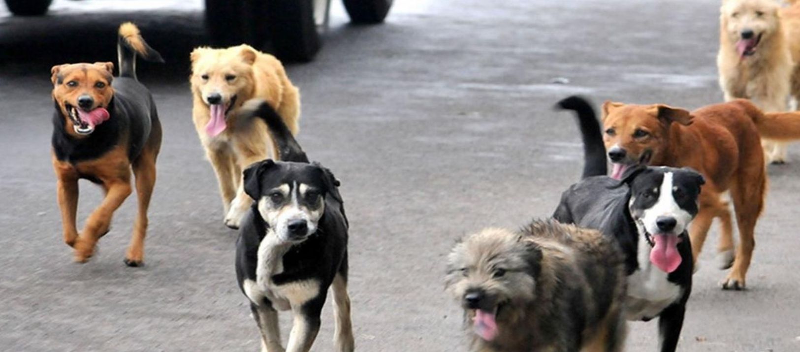 Imagen de la noticia: En Córdoba lanzan una aplicación para encontrar perros perdidos