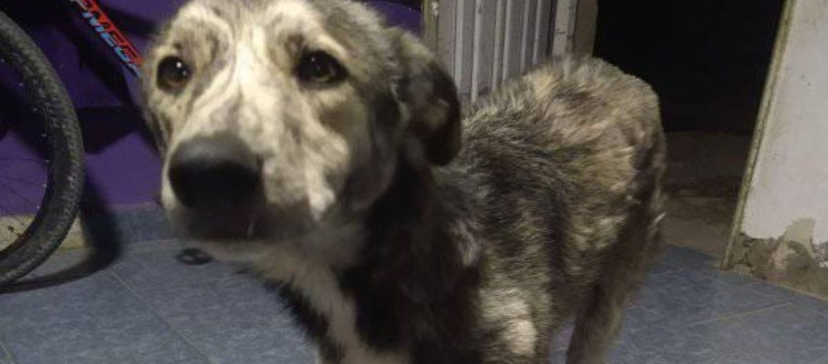 Imagen de la noticia: Desde las redes se organizan para buscar y encontrar animales perdidos