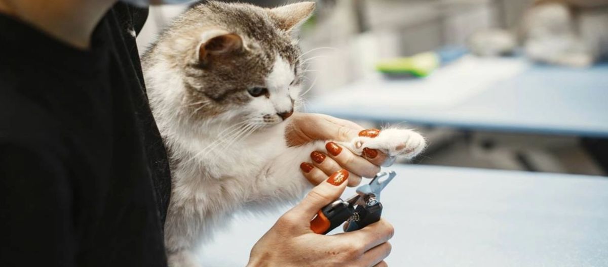 Imagen de la noticia: Corte de uñas en perros y gatos: te ayudamos a que lo hagas rápido y seguro