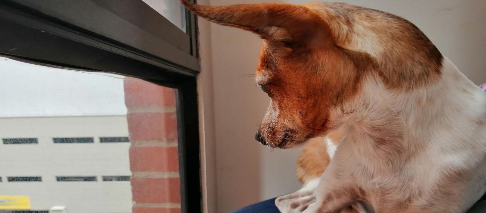Imagen de la noticia: Estas son las consecuencias de tratar a tu perro como si fuera una persona