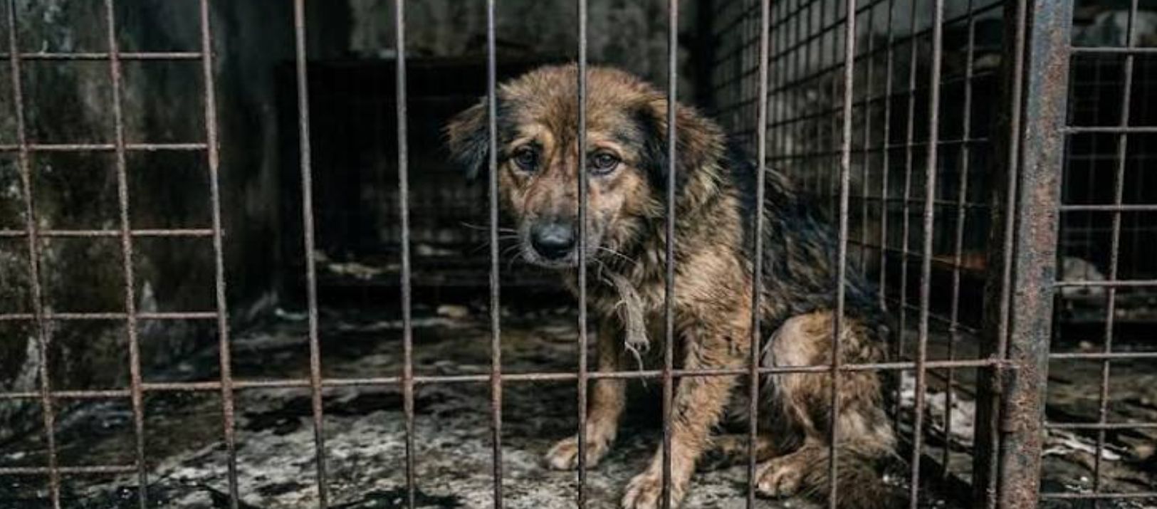 Imagen de la noticia: Gisela Caputo anticipó los ejes de la histórica ordenanza de bienestar animal