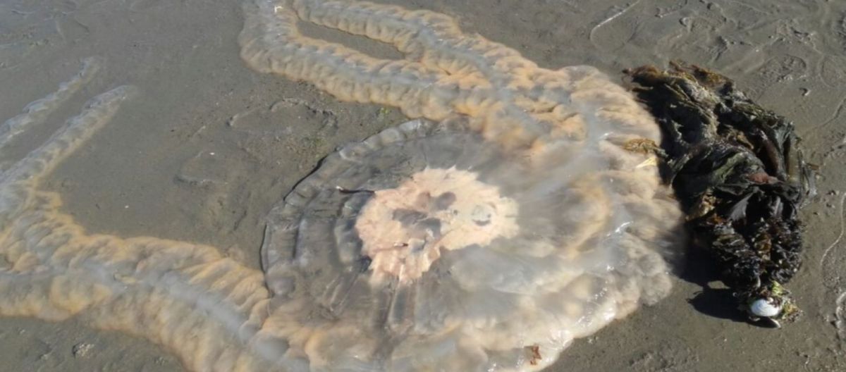 Imagen de la noticia: Puerto Madryn: sorpresa entre los turistas por el tamaño de las aguas vivas