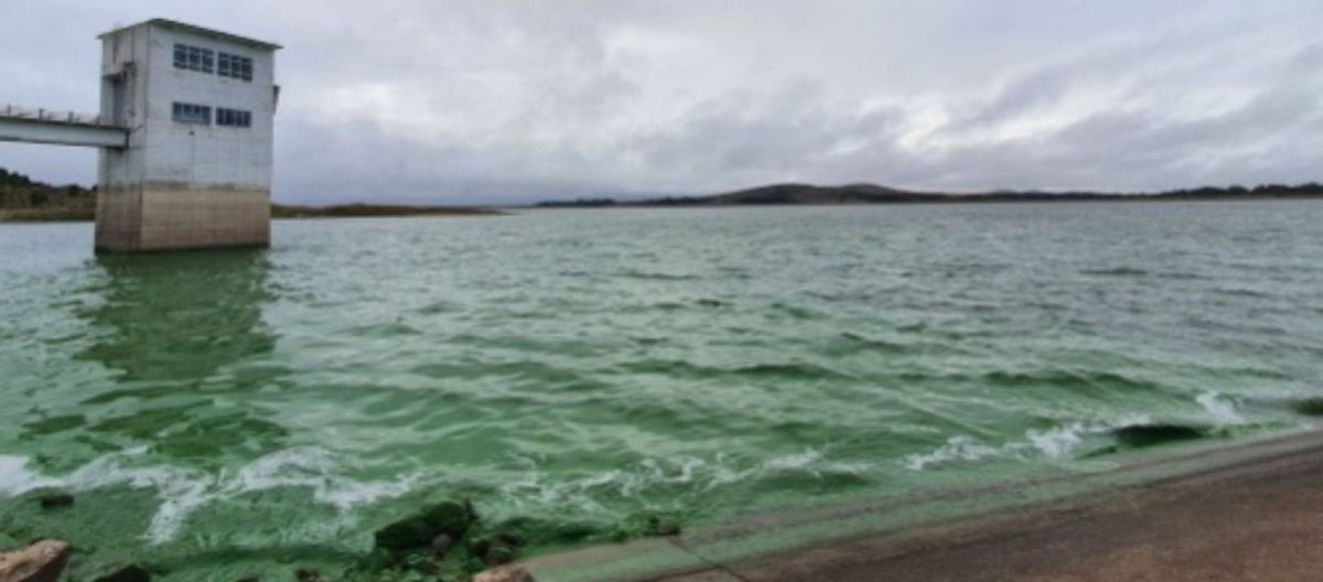 Imagen de la noticia: Otra vez las algas, otra vez sin agua
